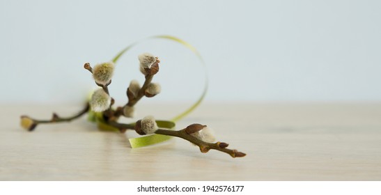 a small spring twig is on the table. Spring. Awakening. New life.Copy space.Banner