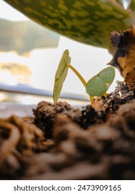 small sprouting plan in a pot closeup shot