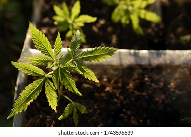 Small sprouts of cannabis bush, hemp. Growing marijuana