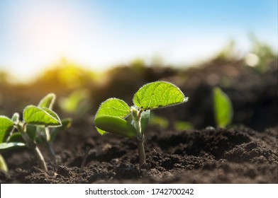 Small Sprouts Of A Soybean Plant Grow In Rows On An Agricultural Field. Young Soy Crops During The Period Of Active Growth. The Plant Reaches For The Sun.