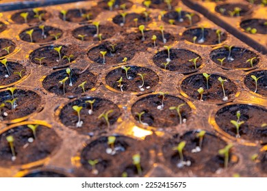 Small sprouts of tomatoes in the ground