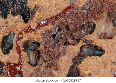 Small spruce bark beetle
Polygraphus poligraphus. Beetles under the bark of spruce