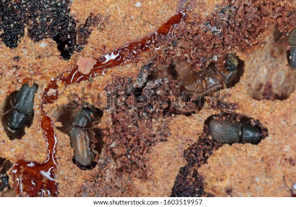 Small spruce bark beetle\
Polygraphus\
poligraphus. Beetles under the bark of\
spruce