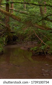    small spruce by the stream in the forest                            