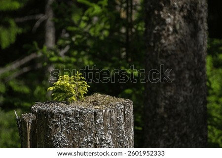 A small spruce tree growing from an old stump. 