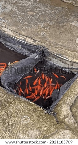 A small, square black net enclosure filled with bright orange fish placed in a shallow concrete waterway.


