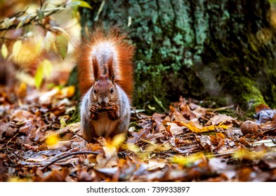 A Small Squirrel With A Big Fluffy Tail Gnaws A Nut Under A Tree Among The Fallen Leaves.