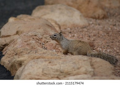 Small squirrel crouched on light brown rocks