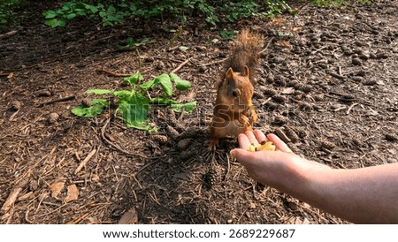 A small squirrel is located next to a person's hand. A man hands a small squirrel nuts to feed. A little squirrel in a summer forest