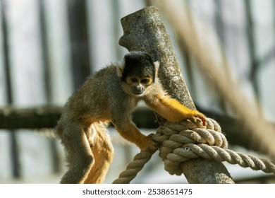 Small squirrel monkey perched on a branch, with thick ropes in the foreground and a blurred wooden fence in the background. Sunlight illuminates its fur.