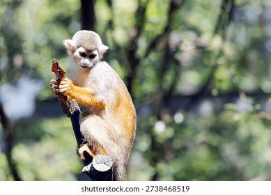 A small squirrel monkey (Saimiri sciureus) sits on a tree branch and plays with a dry leaf at Vinpearl Safari Zoo on Phu Quoc Island. Vietnam.