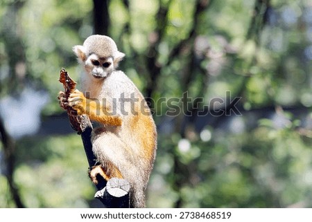 A small squirrel monkey (Saimiri sciureus) sits on a tree branch and plays with a dry leaf at Vinpearl Safari Zoo on Phu Quoc Island. Vietnam.