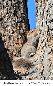 A small squirrel on a tree