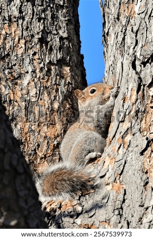 A small squirrel on a tree