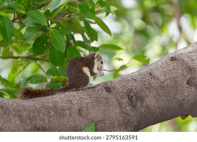 Small squirrel perched on a tree branch surrounded by lush green leaves in a natural forest setting showcasing wildlife behavior and outdoor habitat