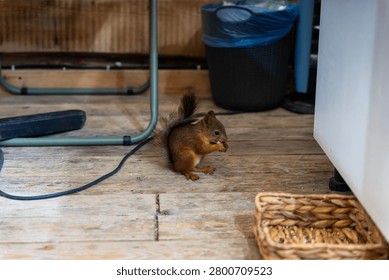 Small squirrel sits on worn wooden flooring near furniture, trash bin, cable, and woven basket inside dim indoor storage area with natural light