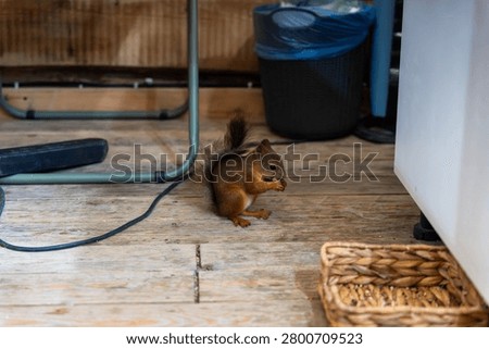 Small squirrel sits on worn wooden flooring near furniture, trash bin, cable, and woven basket inside dim indoor storage area with natural light