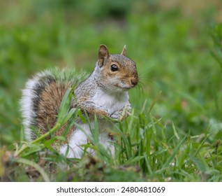 A small squirrel standing on grass, resting its paw on its front paws