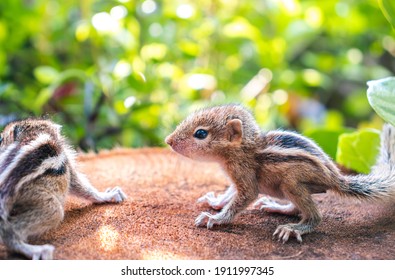 Small Squirrels lost in the wild, cute and adorable newborn orphan squirrel babies barely can walk and climb, three striped palm squirrels look for their mother squirrel in the bush,