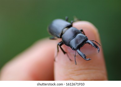 Small stag beetle /Dorcus rectus