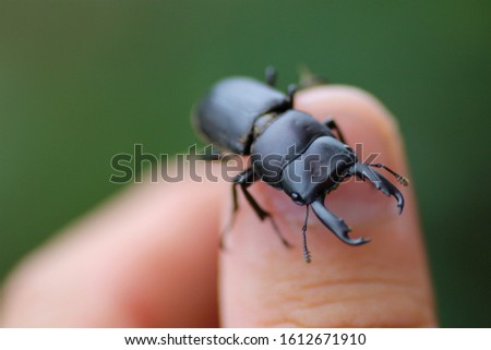 Small stag beetle /Dorcus rectus