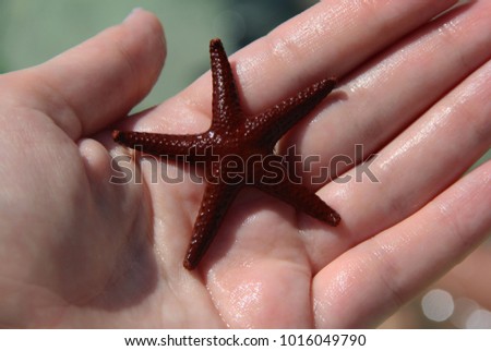 Similar – Foto Bild StarFish Seestern Meer