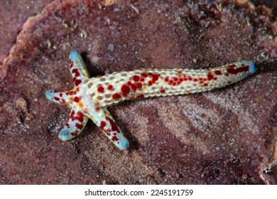 A small starfish, Linkia multifora, is regenerating its entire body from one arm as it sits on a reef in the South Pacific. This species may exhibit autotomy and shed one or more arms. - Shutterstock ID 2245191759