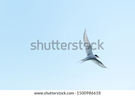 A small stern bird flying against a pale blue sky. The bird's white and grey wings are spread open with its dark head down. It has a forked tail.