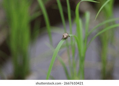 Small stink bug on a leaf
