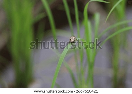 Small stink bug on a leaf