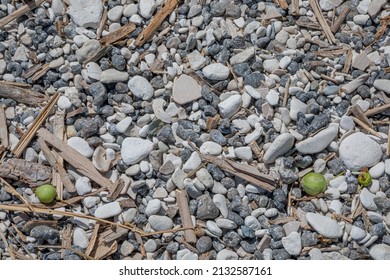 Small Stones And Wooden Debris Brought By The Surf. Small Fruits Of A Wild Apple.