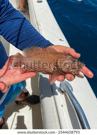 Small Strawberry Grouper caught while deep sea fishing in the Gulf of Mexico in South Florida