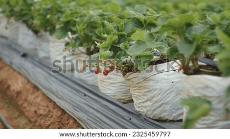 a small strawberry in planting bags