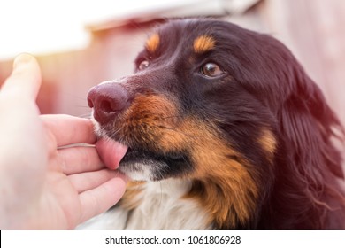 A Small Stray Dog Licks A Human Hand, On The Street 