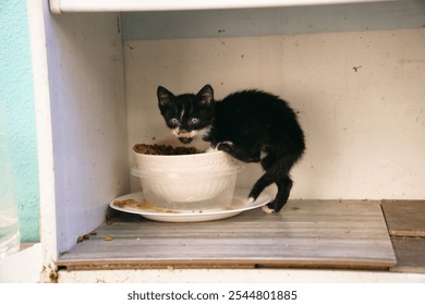 a small stray kitten climbed into a bowl of food. The problem of stray animals on the streets of the city - Powered by Shutterstock