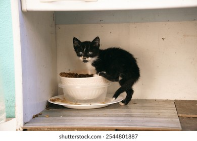 a small stray kitten climbed into a bowl of food. The problem of stray animals on the streets of the city - Powered by Shutterstock