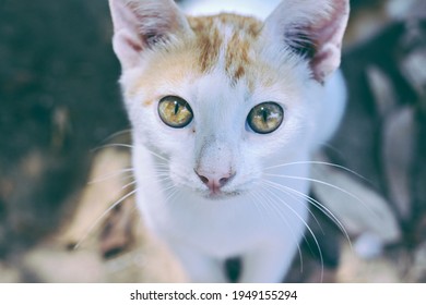 Small Stray Kitten Close-up. Big Sad Eyes.