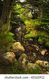 Small stream among fresh green summer forest in Newfoundland - Shutterstock ID 43165912