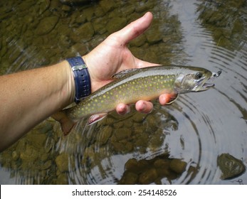 Small Stream Brook Trout