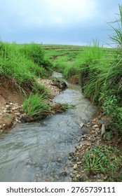 A small stream with clear, clean spring water flowing through grassy countryside, surrounded by green vegetation and rocks under a cloudy sky.