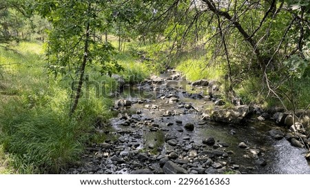 small stream in Custer State Park in South Dakota