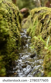 Small Stream Flowing Between Moss Covered Rock