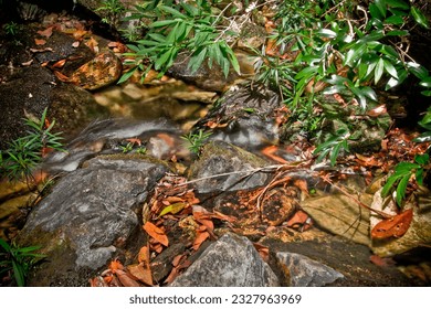 Small stream flowing down over rocks and other vegetation
