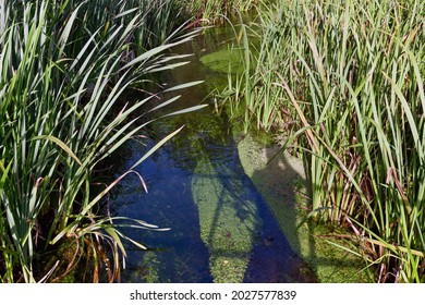 Small Stream Flowing Gently Through A Bed Of Long Aquatic Grass. No People.