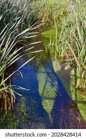 Small Stream Flowing Gently Through A Bed Of Long Grass. No People.