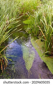 Small Stream Flowing Gently Through A Bed Of Long Grass Growing On A Riverbank. No People.