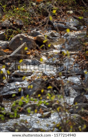 A small stream flowing through a forest.