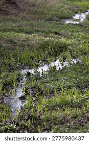 Small stream flowing through fresh green grass in a spring meadow
