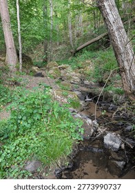 Small stream flowing through a lush green spring forest with moss-covered rocks and a fallen log.
