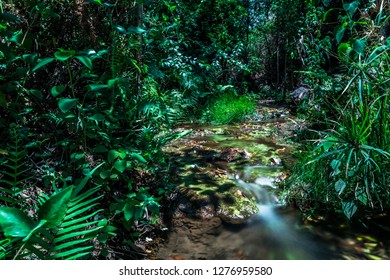 A small stream is flowing trhough dense forest and jungle in Zambia Africa
